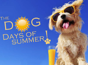 August 18, 2015-Daunting Dog Days..