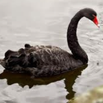 December 8, 2015—Maybe a Gray Swan?