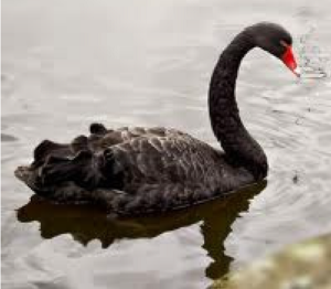 December 8, 2015—Maybe a Gray Swan?