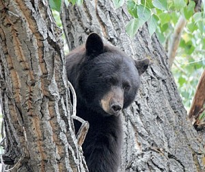 October 11, 2016 — Rousing the Bear . . .