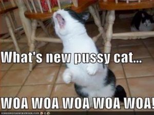 July 11, 2017—So … What’s New, Pussycat?