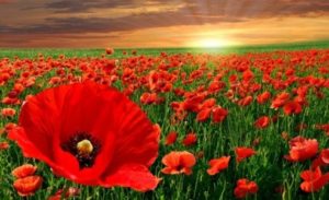 May 28, 2019--Remember our Fallen Heroes!